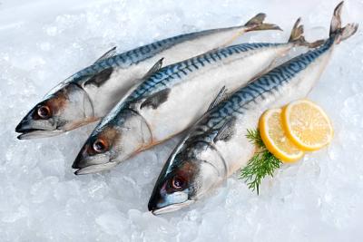 Mackerel Fish